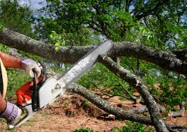 Best Hazardous Tree Removal  in Evans, GA